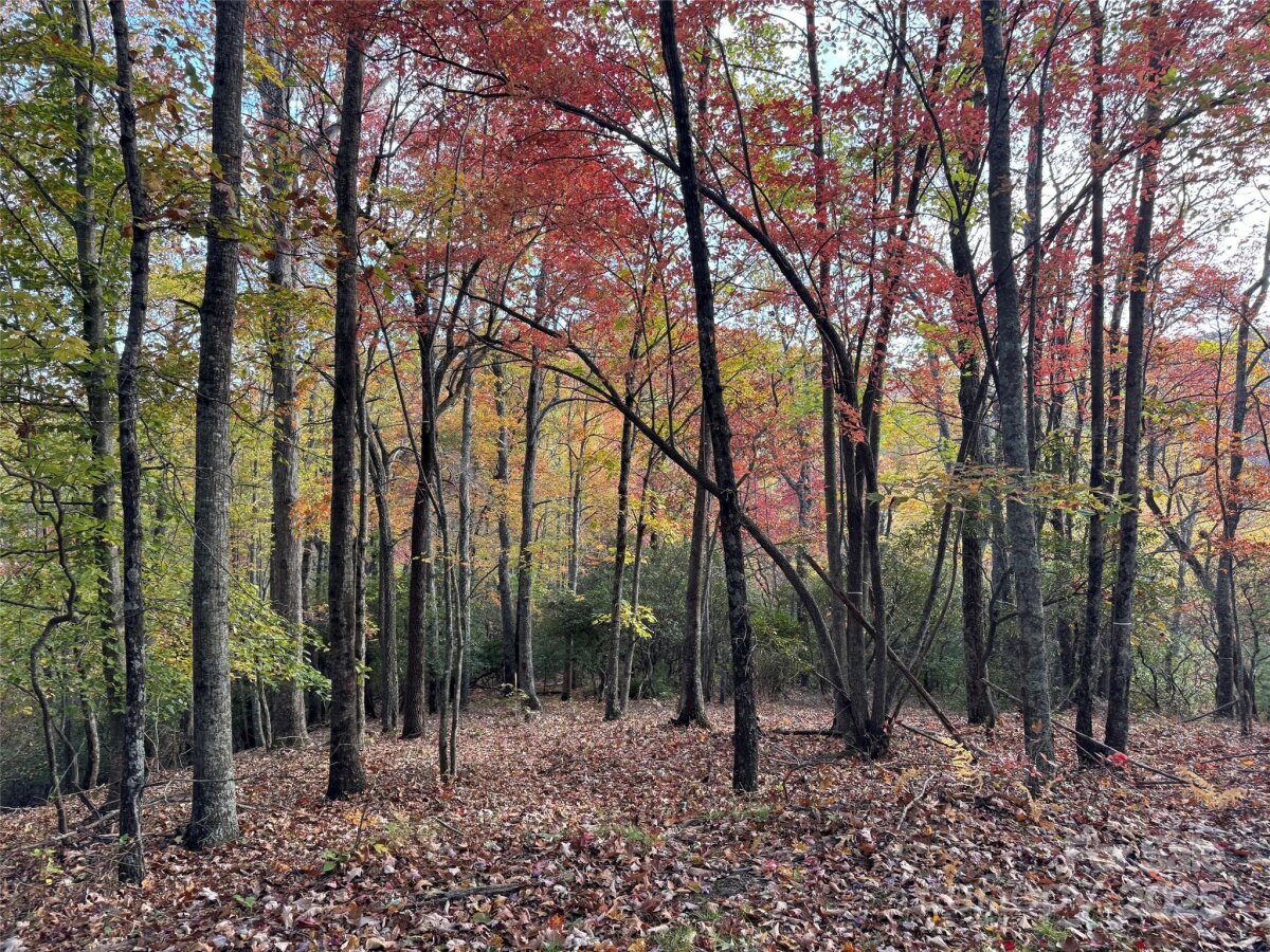 Avery Creek 5 4317077e