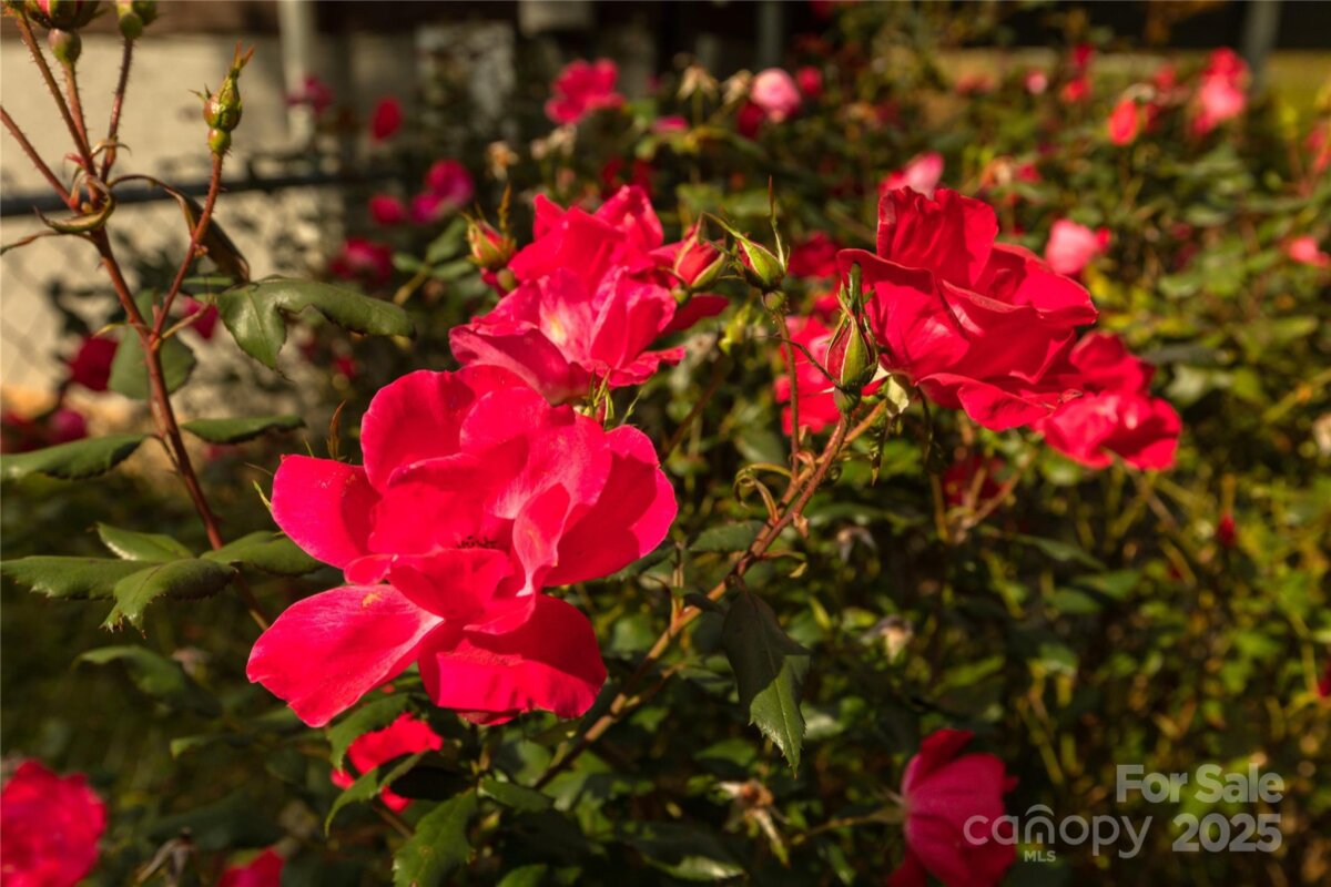 Leicester 17 4317548q