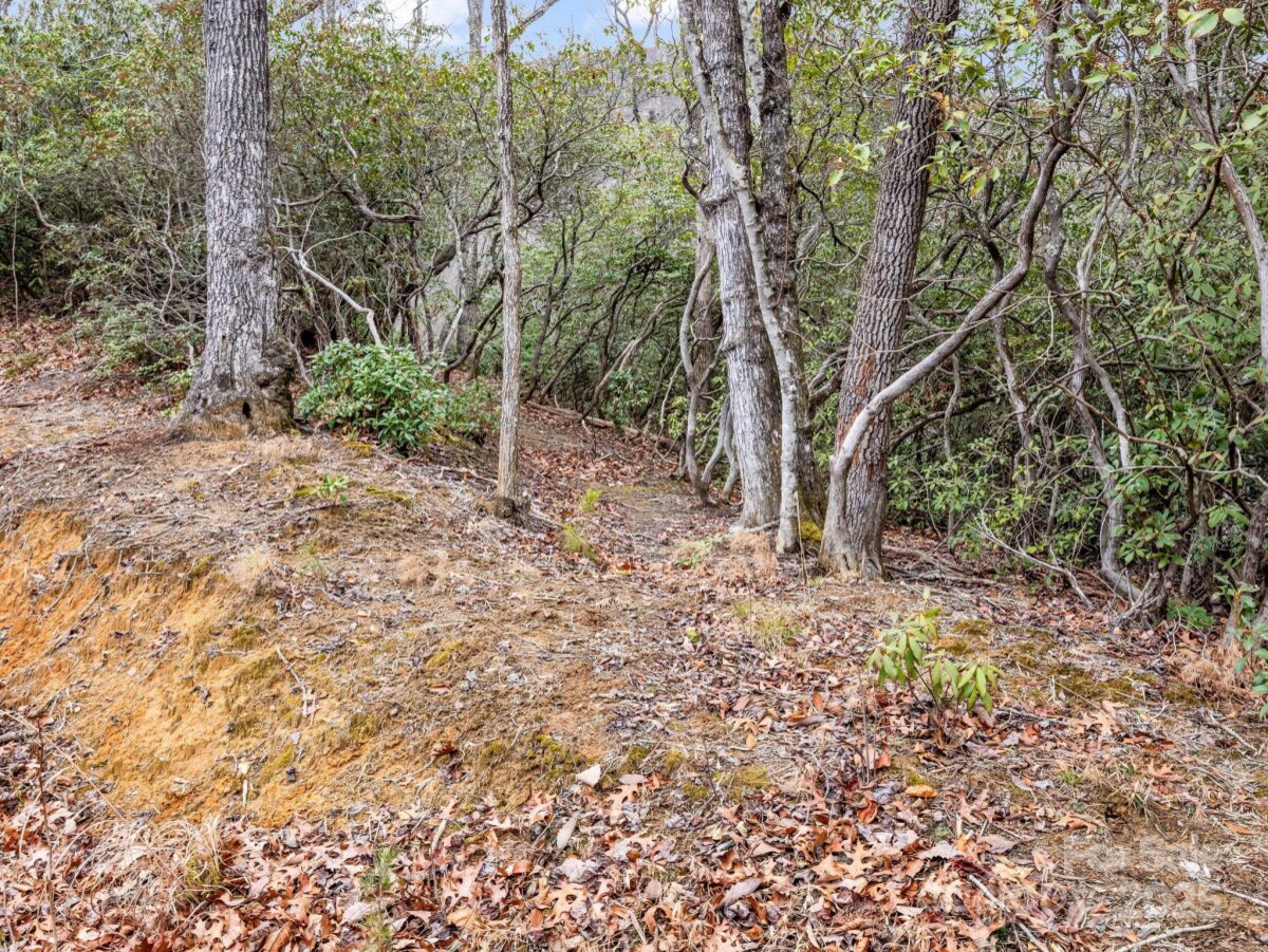 Black Mountain 26 4325345z