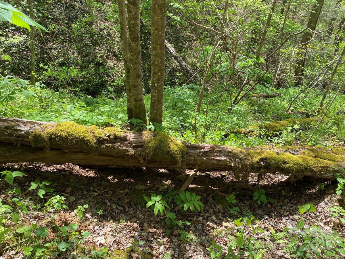 Marshall 12 4327423l