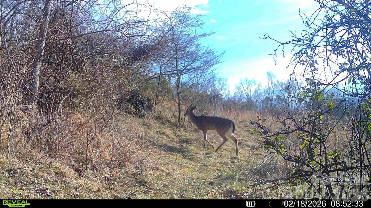 Sandy Mush 19 4346652s