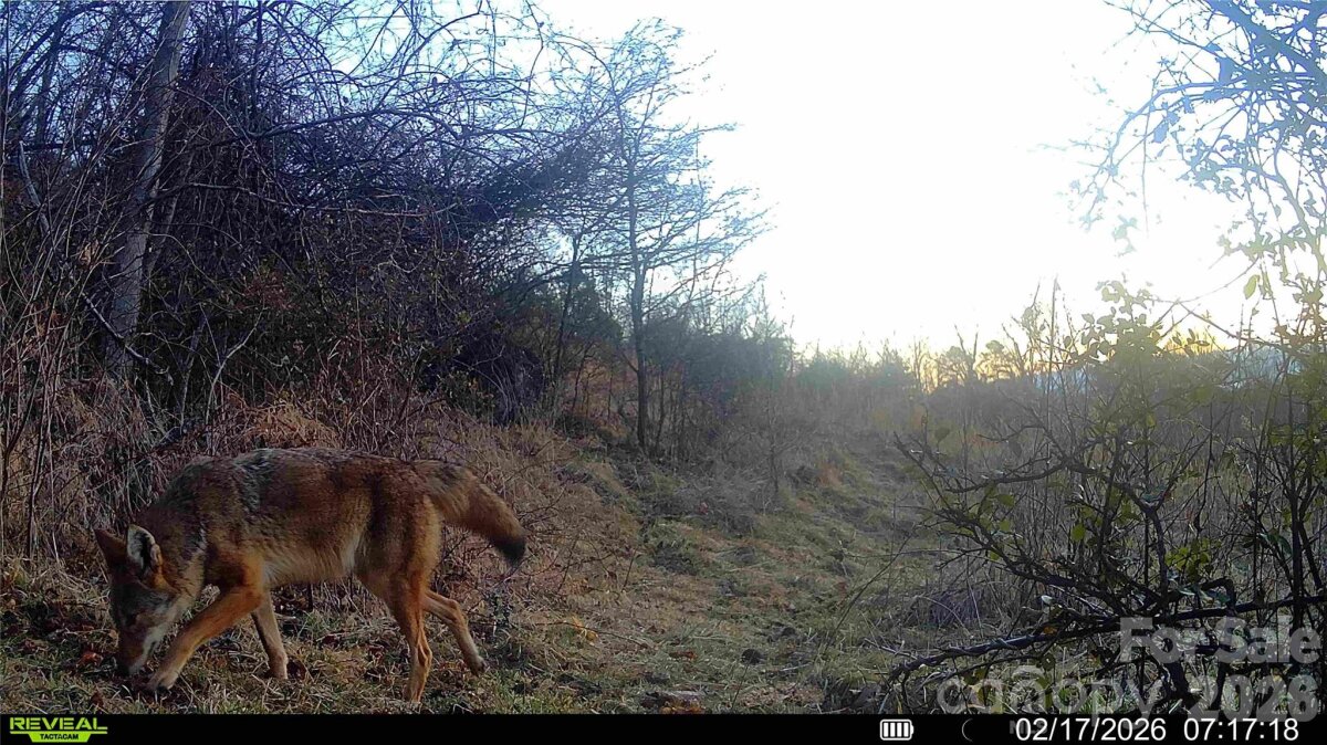 Sandy Mush 21 4346652u