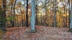 Forest Drive, Marion, NC 28752, MLS # 4087220
