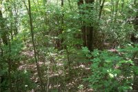 Multiflora Way, Waynesville, NC 28785, MLS # 3510780 - Photo #29