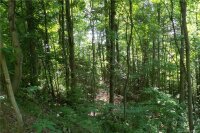 Multiflora Way, Waynesville, NC 28785, MLS # 3510780 - Photo #15