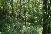 Multiflora Way, Waynesville, NC 28785, MLS # 3510780 - Photo #16