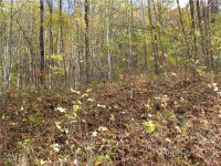 Red Wolf Run None, Mars Hill, NC 28754, MLS # 3678560 - Photo #6