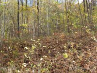 Red Wolf Run None, Mars Hill, NC 28754, MLS # 3678587 - Photo #5