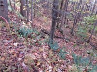 Red Wolf Run None, Mars Hill, NC 28754, MLS # 3678599 - Photo #1