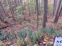 Red Wolf Run None, Mars Hill, NC 28754, MLS # 3678599 - Photo #2