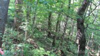 Red Wolf Run None, Mars Hill, NC 28754, MLS # 3678607 - Photo #2