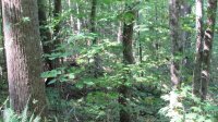 Red Wolf Run None, Mars Hill, NC 28754, MLS # 3678607 - Photo #5