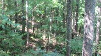 Red Wolf Run None, Mars Hill, NC 28754, MLS # 3678607 - Photo #7