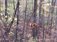 Red Wolf Run None, Mars Hill, NC 28754, MLS # 3678643 - Photo #7