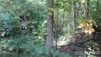 Red Wolf Run None, Mars Hill, NC 28754, MLS # 3678654 - Photo #1