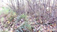 Red Wolf Run None, Mars Hill, NC 28754, MLS # 3678654 - Photo #2