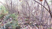 Red Wolf Run None, Mars Hill, NC 28754, MLS # 3678654 - Photo #3