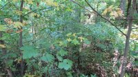 Red Wolf Run None, Mars Hill, NC 28754, MLS # 3678654 - Photo #6