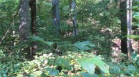 Red Wolf Run None, Mars Hill, NC 28754, MLS # 3678654 - Photo #7