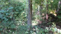 Red Wolf Run None, Mars Hill, NC 28754, MLS # 3678654 - Photo #8