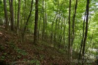 Little Pond Pass # Lot #, Mars Hill, NC 28754, MLS # 3765949 - Photo #16