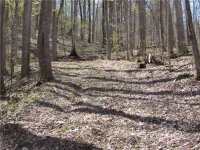 Red Wolf Run None, Mars Hill, NC 28754, MLS # 3918442 - Photo #9