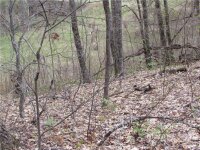 Red Wolf Run None, Mars Hill, NC 28754, MLS # 3918442 - Photo #14