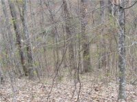 Red Wolf Run None, Mars Hill, NC 28754, MLS # 3918452 - Photo #21