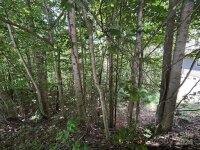 Carriage Summit Way # 2442, Hendersonville, NC 28791, MLS # 4053174 - Photo #12