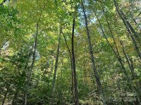 Woods Mountain Trail, Cullowhee, NC 28723, MLS # 4092351 - Photo #11