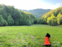 2180 Pigeon Roost Road, Green Mountain, NC 28740, MLS # 4137054 - Photo #42