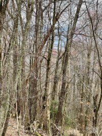 Laurel Ridge Road, Maggie Valley, NC 28751, MLS # 4145907 - Photo #22