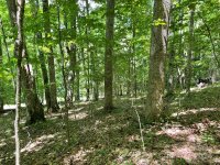 English Ridge Drive # 52, Mars Hill, NC 28754, MLS # 4152801 - Photo #8