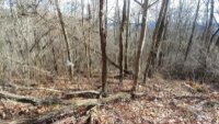 2100 Chambers Mountain Road, Clyde, NC 28721, MLS # 4154531 - Photo #9