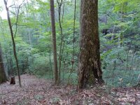 2100 Chambers Mountain Road, Clyde, NC 28721, MLS # 4154531 - Photo #16