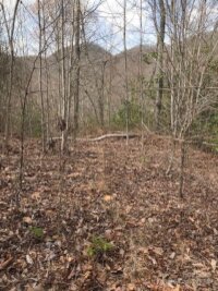 Mountain Brook Road, Sylva, NC 28779, MLS # 4157271 - Photo #34