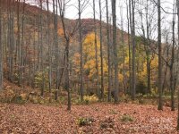 Mountain Brook Road, Sylva, NC 28779, MLS # 4157271 - Photo #9