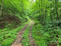 99999 Old Yellow Mountain Road, Marion, NC 28752, MLS # 4159629 - Photo #4