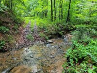 99999 Old Yellow Mountain Road, Marion, NC 28752, MLS # 4159629 - Photo #35