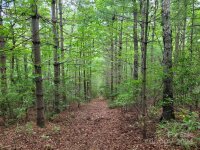 99999 Old Yellow Mountain Road, Marion, NC 28752, MLS # 4159629 - Photo #41