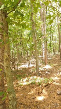 Traywick Road, Peachland, NC 28133, MLS # 4162837 - Photo #6