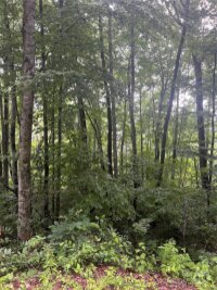 River Ridge Parkway, Tuckasegee, NC 28783, MLS # 4164125 - Photo #4