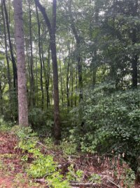 River Ridge Parkway, Tuckasegee, NC 28783, MLS # 4164125 - Photo #6