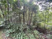 Friendly Acres Drive, Waynesville, NC 28786, MLS # 4167820 - Photo #8