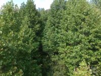 Settlers Lane, Waynesville, NC 28785, MLS # 4181028 - Photo #17