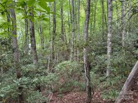 Sheepback Mountain Road, Maggie Valley, NC 28751, MLS # 4182533 - Photo #2