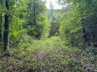 Sheepback Mountain Road, Maggie Valley, NC 28751, MLS # 4182533 - Photo #10