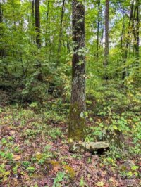 Horse Cove Road, Canton, NC 28716, MLS # 4185750 - Photo #3