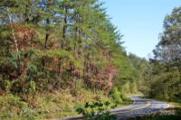 Painters Gap Road, Union Mills, NC 28167, MLS # 4186966 - Photo #2