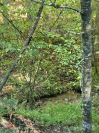 Orchard Road, Deep Gap, NC 28618, MLS # 4188813 - Photo #19